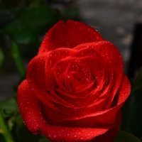 Роза- символ богини Изиды... :: Александр Сергеевич