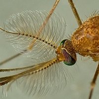 комар :: Victor Rehemäe