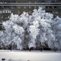 Мороз :: Владимир Бровков