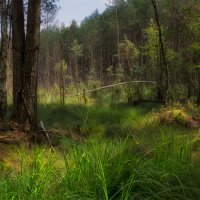 У лесного болотца :: Сергей Шабуневич