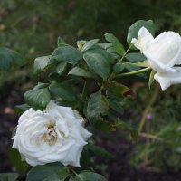 Белые розы. :: Андрей Калгин