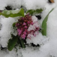 клевер под снегом :: Marusiya БОНДАРЕНКО