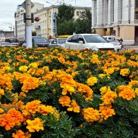 Городские цветы :: Андрей Розов