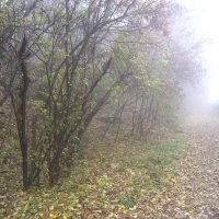 осень в тумане :: valeriy g_g