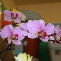 Орхидея :: Татьяна Гайдукова