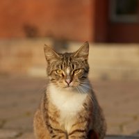 Портрет кота в естественной среде обитания :: Сергей Сухарников
