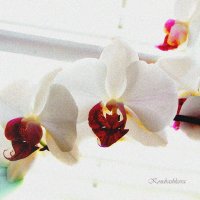 Орхидея :: Ира Кондрашкова