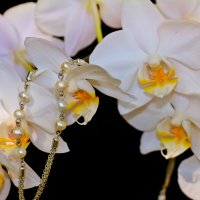 Орхидея :: Maria Kruch