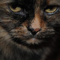 Усталый взгляд мудрой кошки :: Виктория Горячева