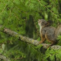 squirrel 1 :: Алёна Романова