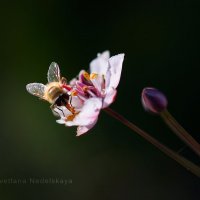 Пчела :: Светлана Недельская