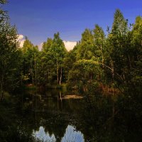 Лесной пруд!!! :: Олег Семенцов