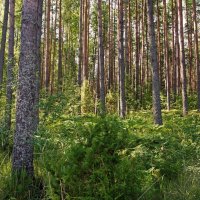 Девственный лес. :: Юрий Шувалов