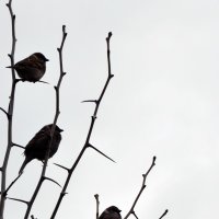 Птички :: Ira Oleynik