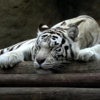 Белый тигр :: Ал Дэ