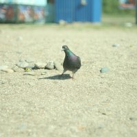 Любопытный голубь :: Виктория Коломиец