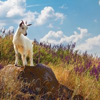 ФОТОпутешествие для маленьких &quot;В гостях у сказки&quot; :: Дарья Казбанова