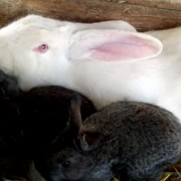 Мама со своими детьми кроликами :: Татьяна Королёва