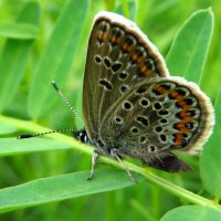 Голубя́нка аргус, или большой аргус (Plebejus argus. :: vodonos241 