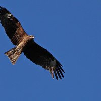 В воздушных потоках :: Александр Велигура