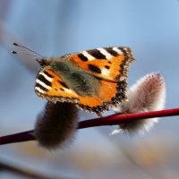 апрельская Крапивница Aglais urticae (Linnaeus, 1758) 2 :: Александр Прокудин