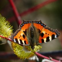 апрельская Крапивница Aglais urticae (Linnaeus, 1758) 4 :: Александр Прокудин