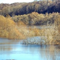 Весенние воды. :: Тамара Бучарская