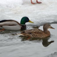 Парочка :: Сеня Белгородский