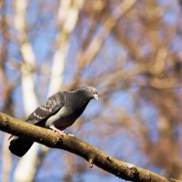Весенний голубь :: Aнна Зарубина