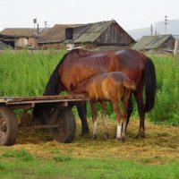 Сельская картинка. :: nadyasilyuk Вознюк