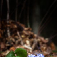 Пралеска :: Айвар Удрис