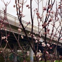 Цветёт абрикос на фоне моста :: Владимир Болдырев