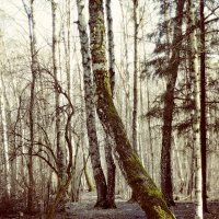Весенний лес :: Денис Масленников