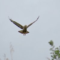 завис :: Сеня Белгородский