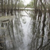 Река Десна, разлив :: Александр Скамо
