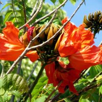 Цветет тюльпановое дерево :: Герович Лилия 