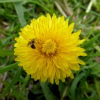 Одуванчик и пчела :: Татьяна Лобанова