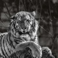 Когда тигру делать нечего. :: Lidija Abeltinja