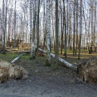 Последствия урагана в Дмитрове. :: Анатолий. Chesnavik.