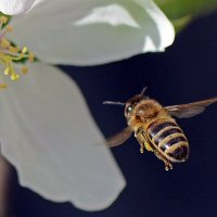 Пчела в полете 1 :: Асылбек Айманов