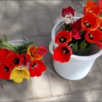 Два ведра тюльпанов :: Нина Корешкова