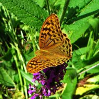 *Перламутровка пандора (лат. Argynnis pandora) :: vodonos241 