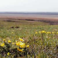 Зацвели оренбургские степи :: Игорь Александрович Оренбург