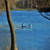 Чайки на весеннем пруду... :: Sergey Gordoff