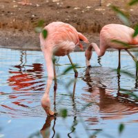 Розовые фламинго :: Olcen Len