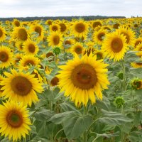 Почти Ван-Гог - "Les Tournesols" :) :: Iren Ko