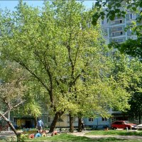 Весна из соседнего двора :: Нина Корешкова