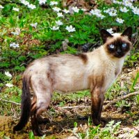 Деревенская кошка с голубыми глазами :: Милешкин Владимир Алексеевич 