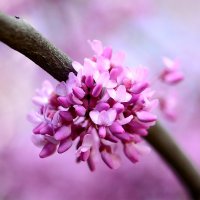 Иудино дерево (Cercis siliquastrum) :: Олег Шендерюк