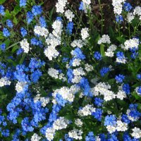 Весенние цветы :: Larisa-A-T 